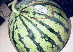 各种网红吃瓜视频网站,揭秘各大视频网站热门事件盘点