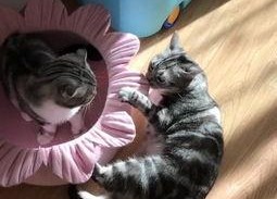 娱乐吃瓜喵a,揭秘娱乐圈那些不为人知的幕后故事